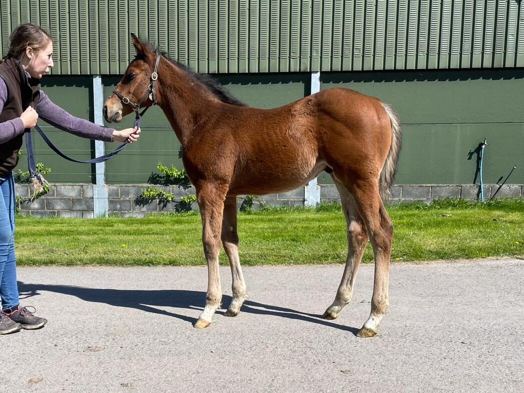 Zoustar x Time Scale 24 colt 418 04 24