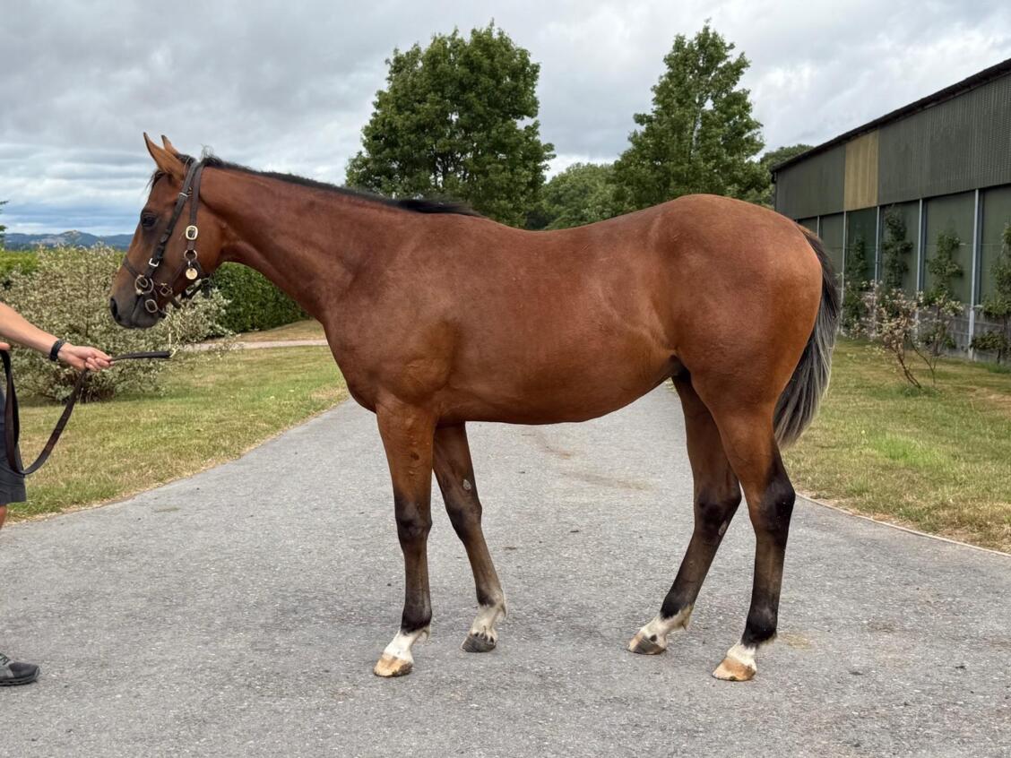 Zoustar x Time Scale24 colt 17 07 2025