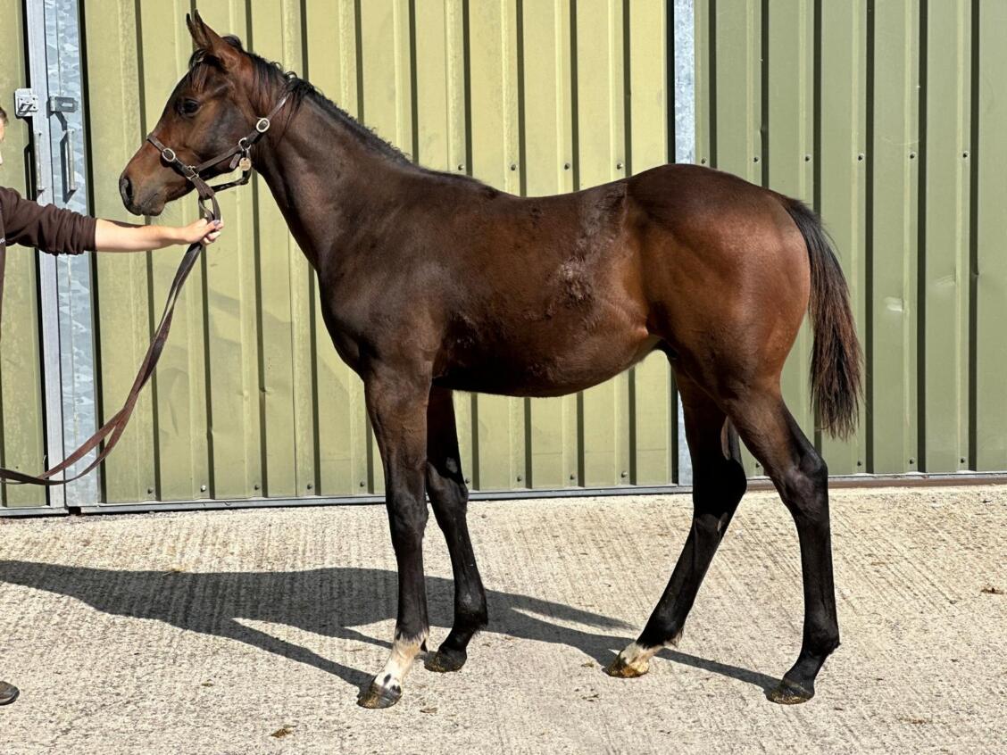 Zoustar x Ventura Diamond 24 colt 02 09 24