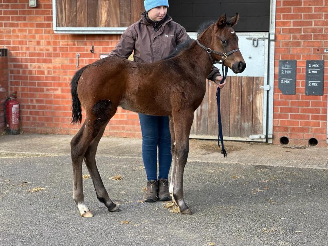 Zoustar x Ventura Diamond 24 colt 26 02 24