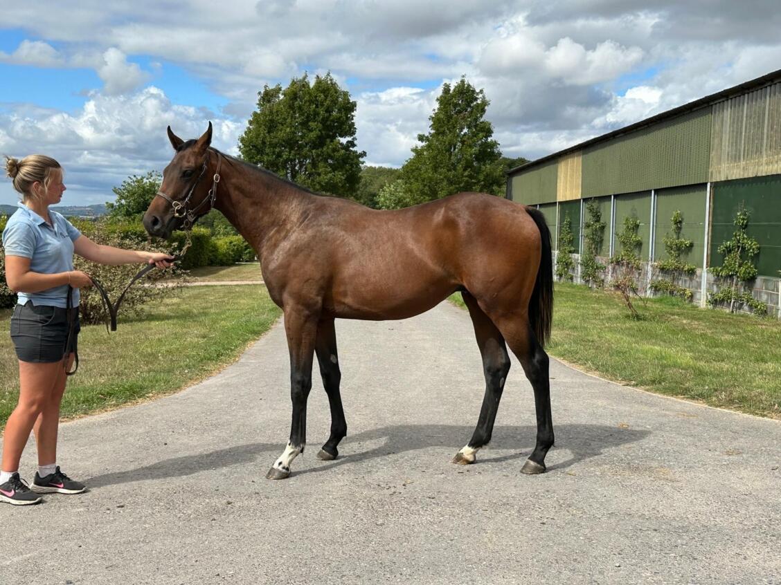 Zoustar x Ventura Diamond24 colt 14 08 25