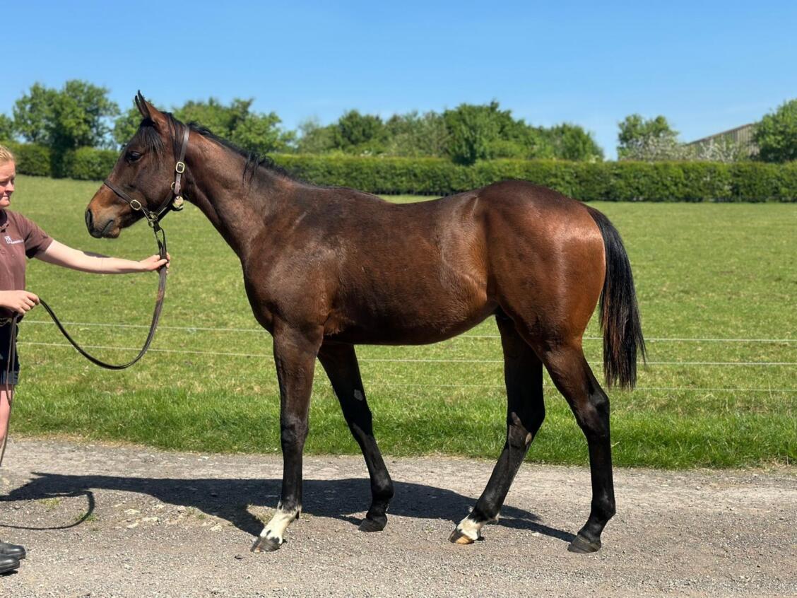 Zoustar x Ventura Diamond24 colt 30 04 2025