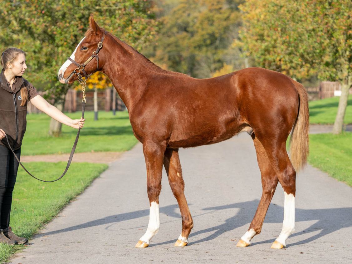Bated Breath x Miss Acadame