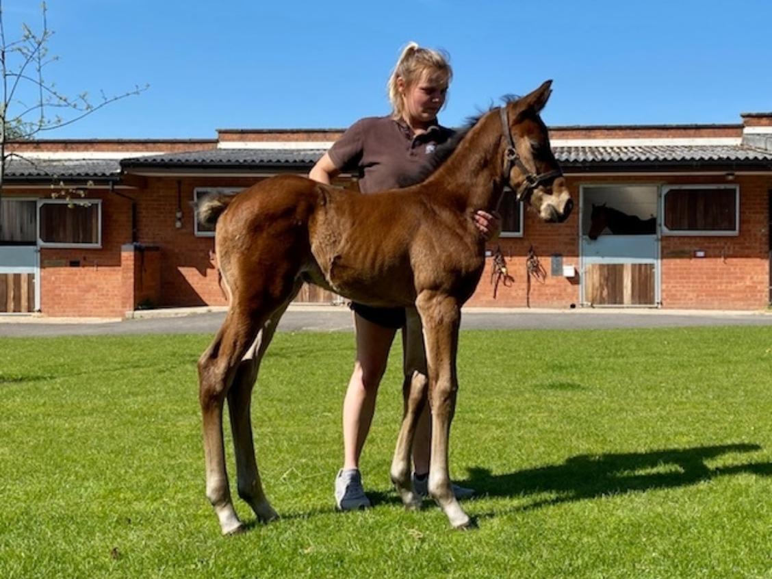 Charm Spirit x Multicultural 2020 colt 21 04 20 1
