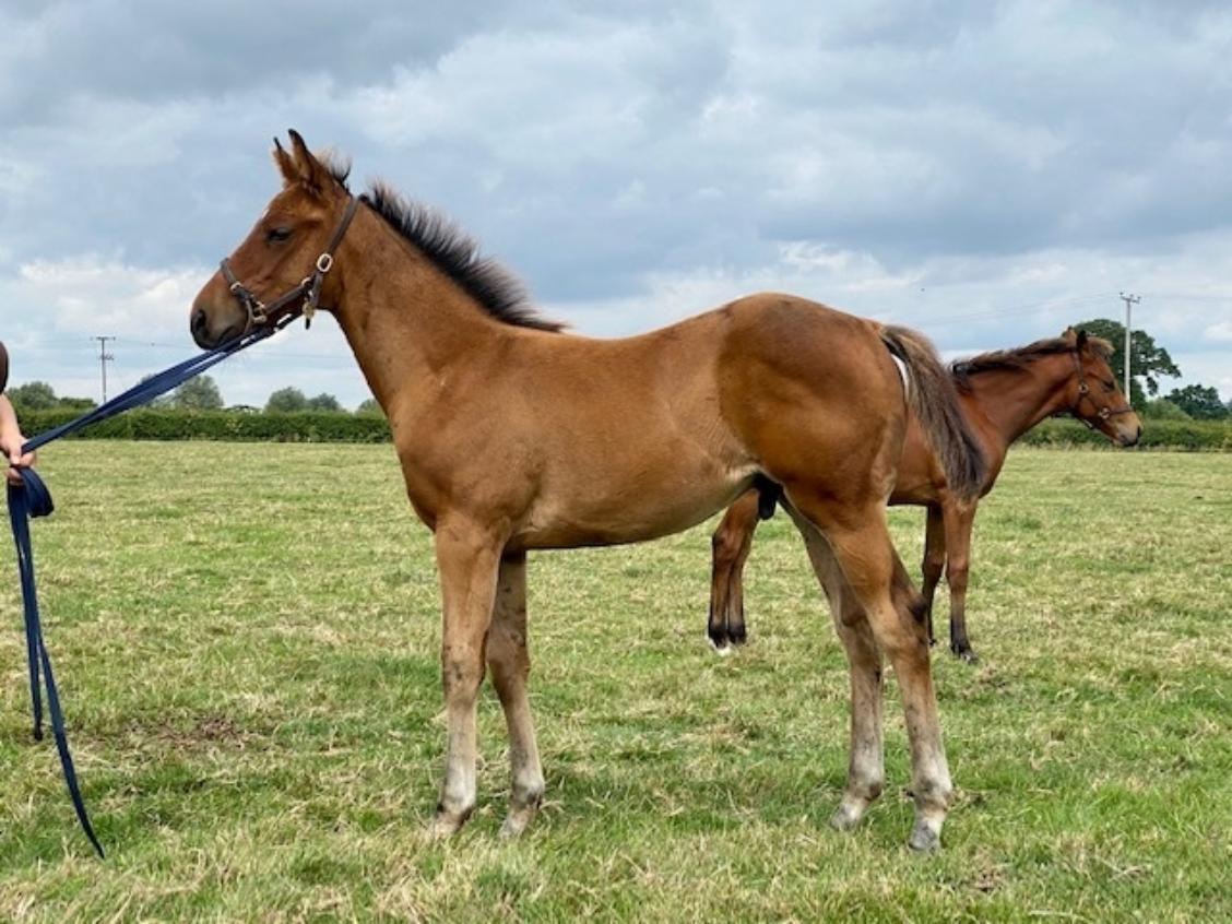 Charm Spirit x Multicultural 2020 colt 24 07 20