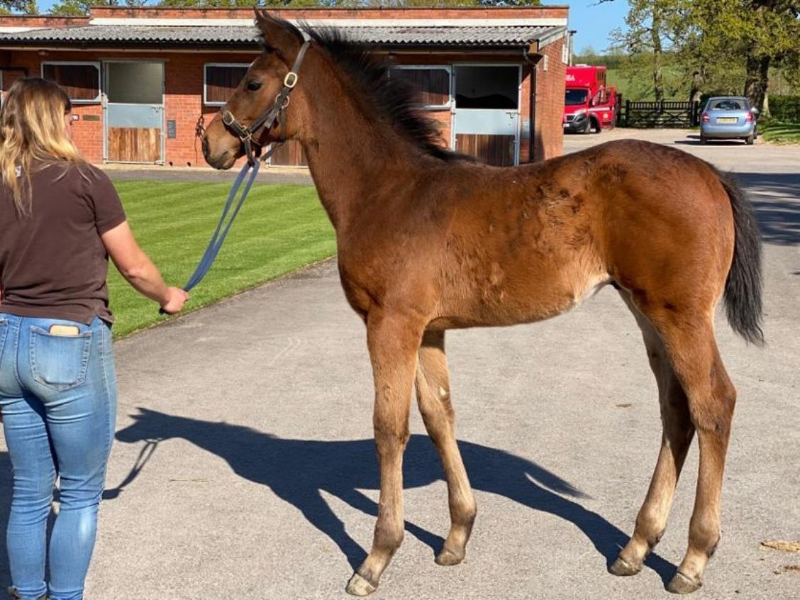 Charm Spirit x Shiba 2020 colt 14 04 20