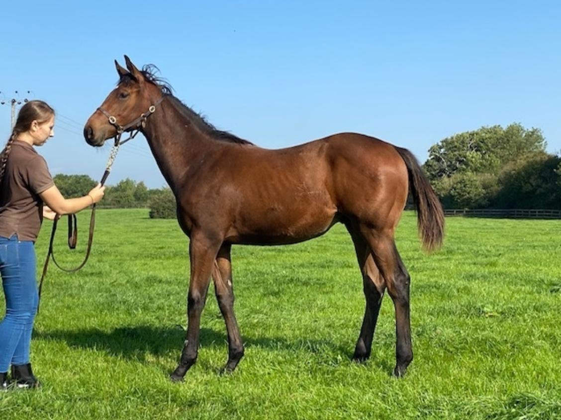 Charm Spirit x Shiba 2020 colt 22 09 20