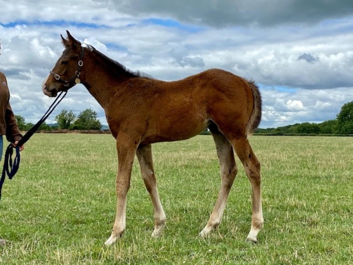 Havana Gold x Jalela 2020 colt 10 07 20