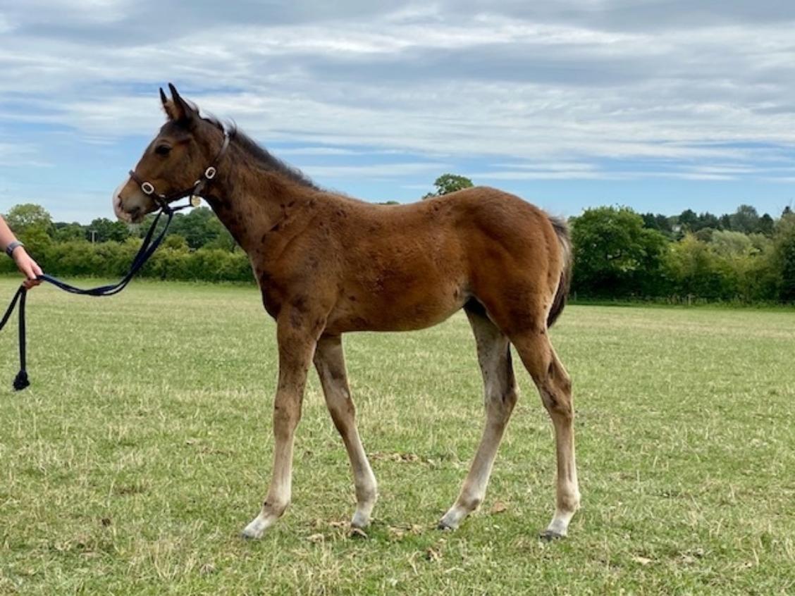 Havana Gold x Jalela 2020 colt 22 07 20