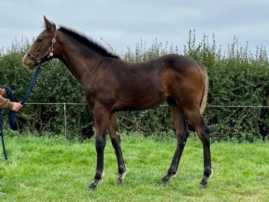 Havana Gold x Jalela 2020 colt 22 09 20