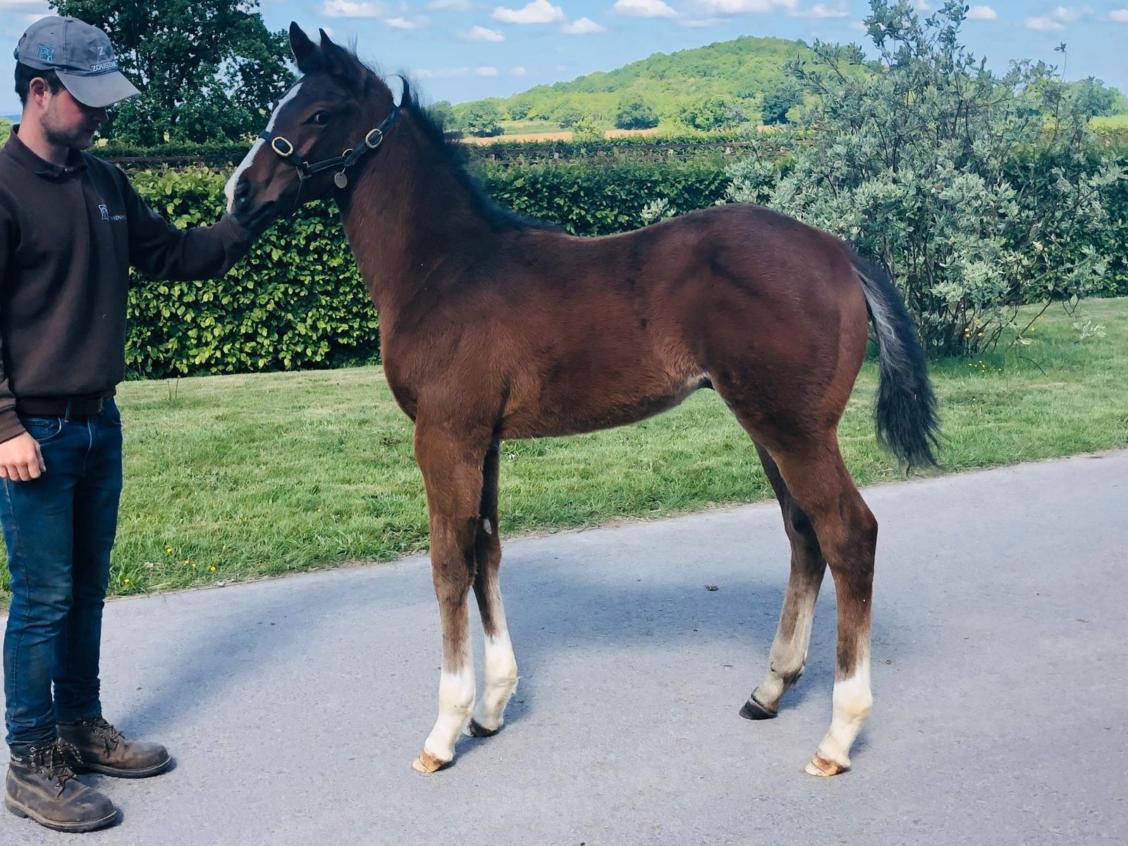 Havana Gold x Prewar 2020 colt 14 05 20