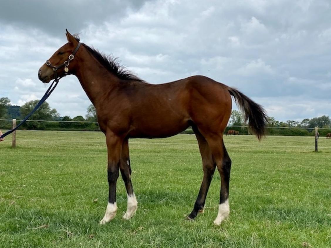 Havana Gold x Prewar 2020 colt 24 07 20