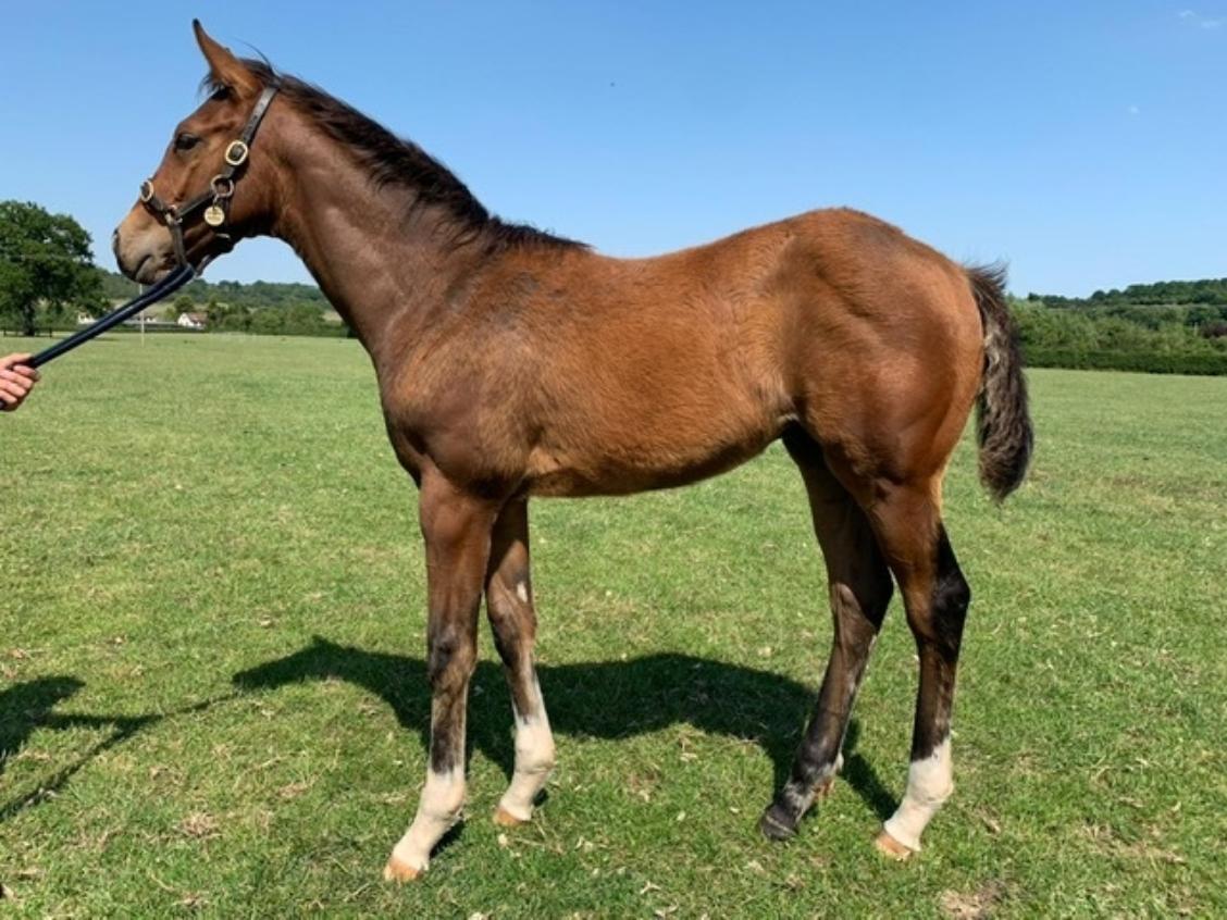 Havana Gold x Prewar 2020 colt 25 06 20