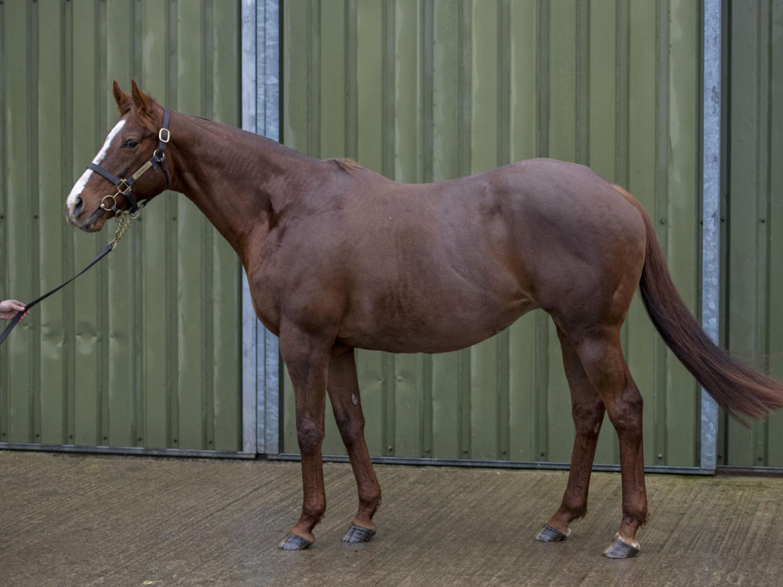 Horse11