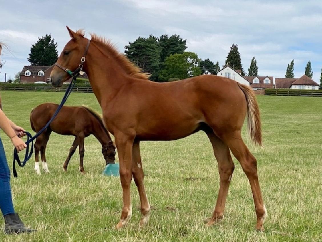 Hot Streak x Semayyel 2020 colt 22 07 20