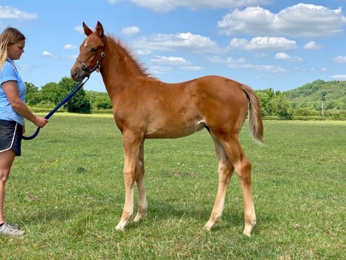 Hot Streak x Semayyel 2020 colt 27 05 20