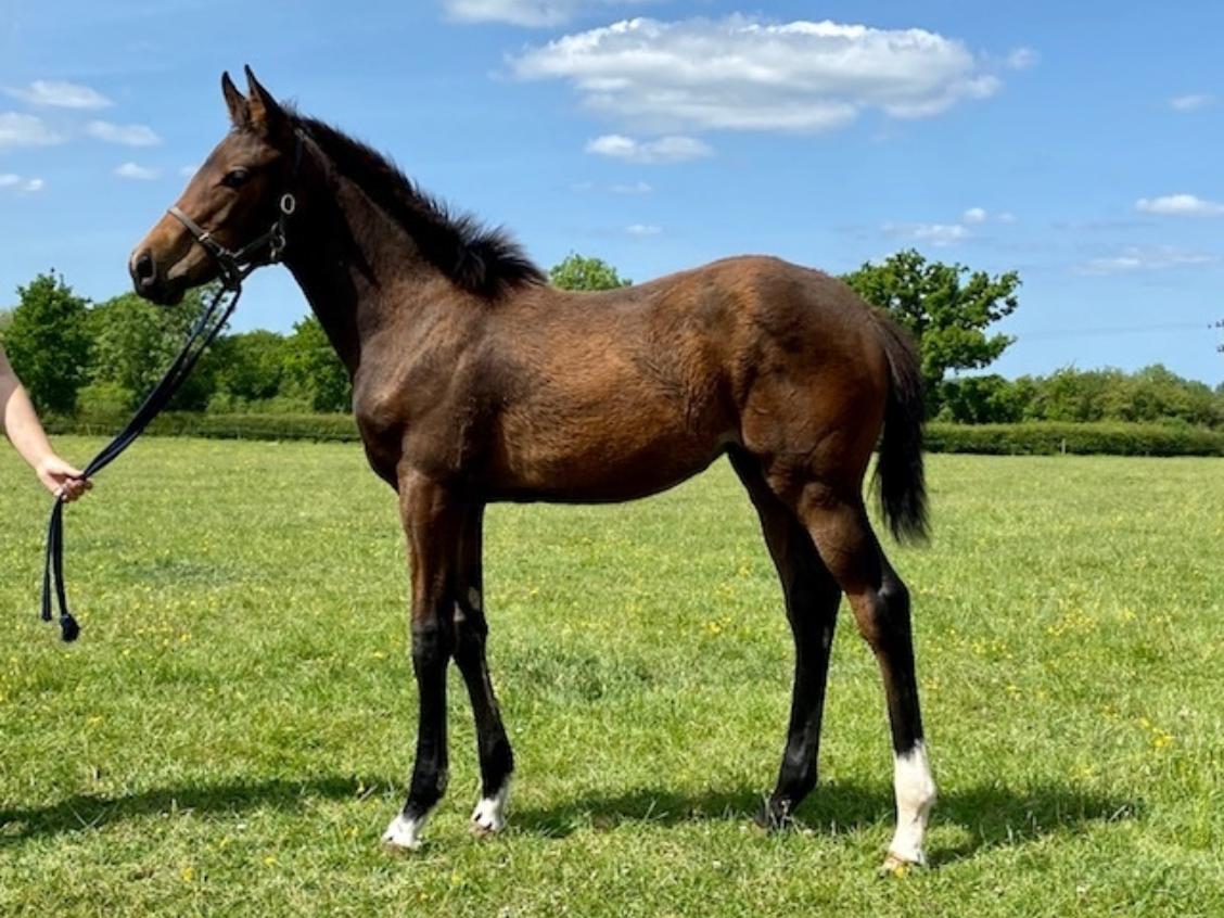 Invincible Spirit x Ship of Dreams 20 filly 27 05 20