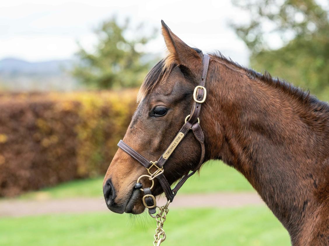 Invincible Spirit x Wind Fire 2