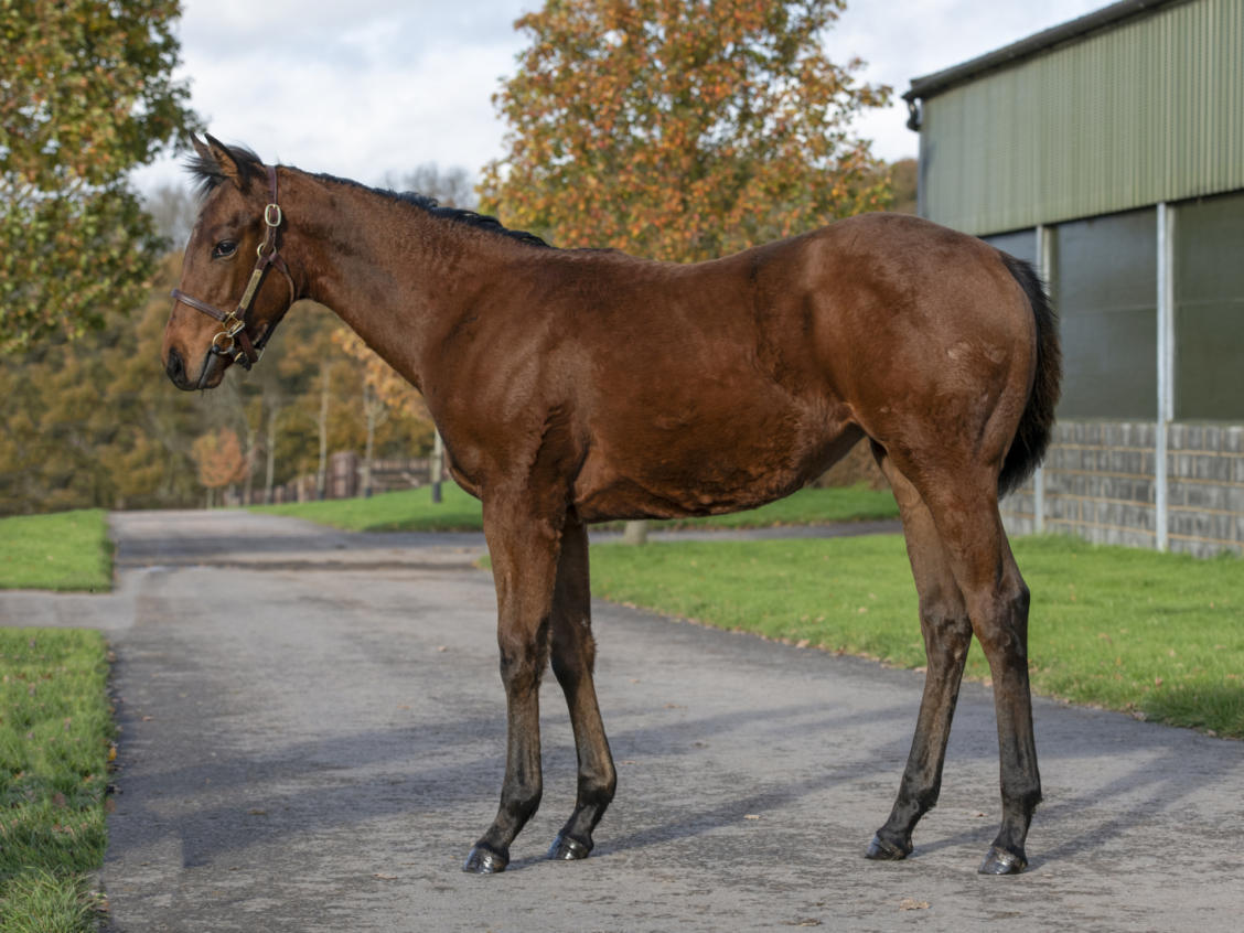 Lot 345 ADALENE1