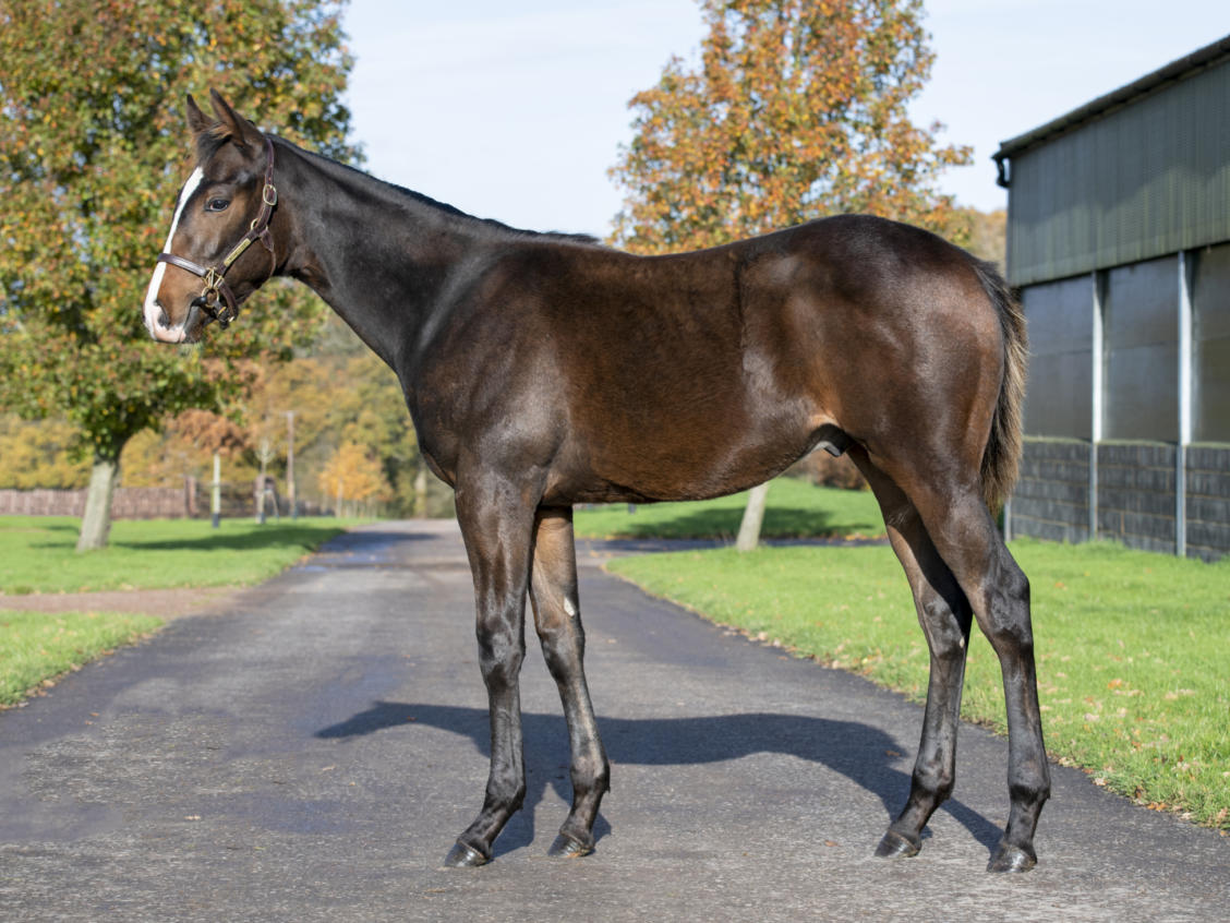 Lot 692 JALELA