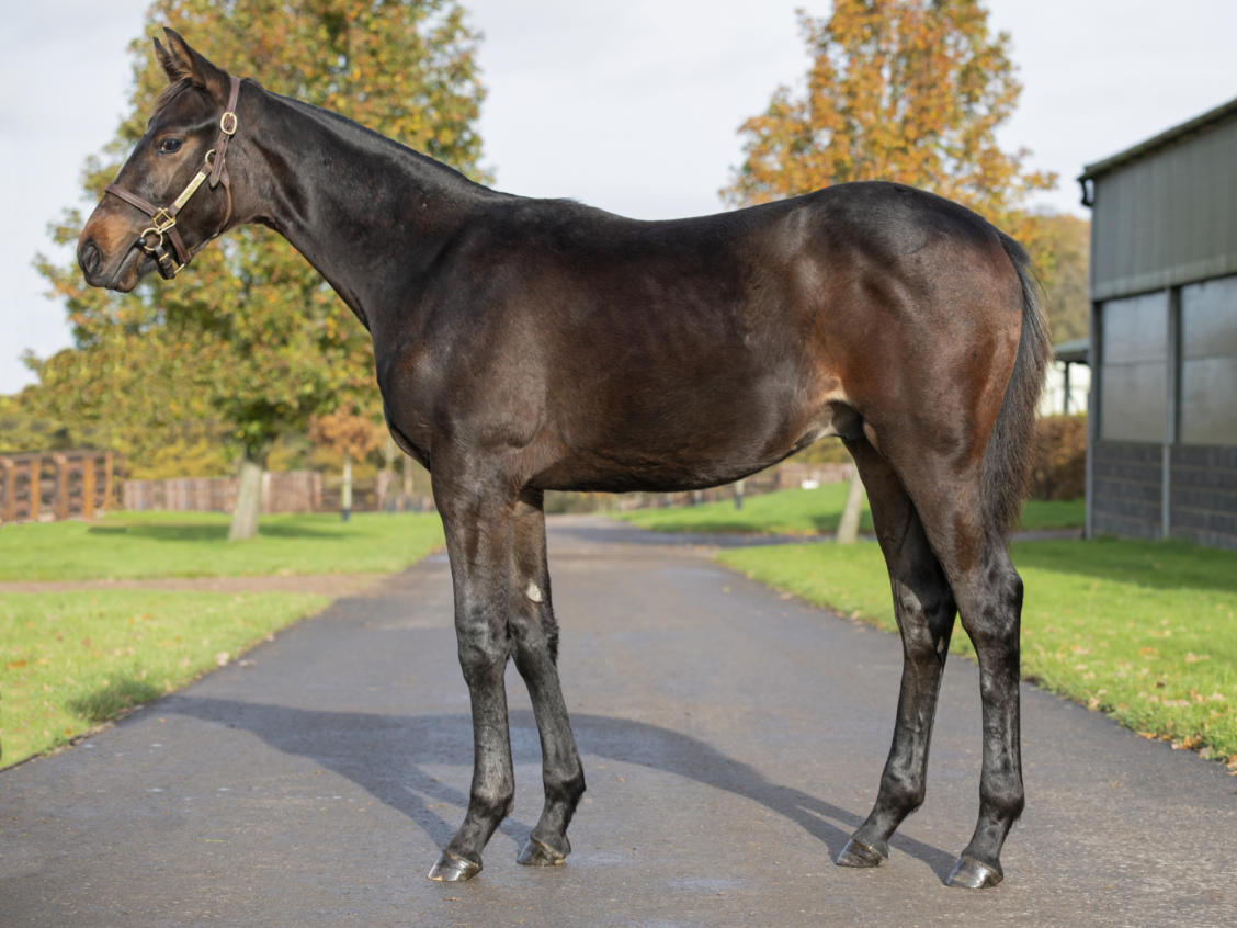 Lot 921 POTENT EMBRACE