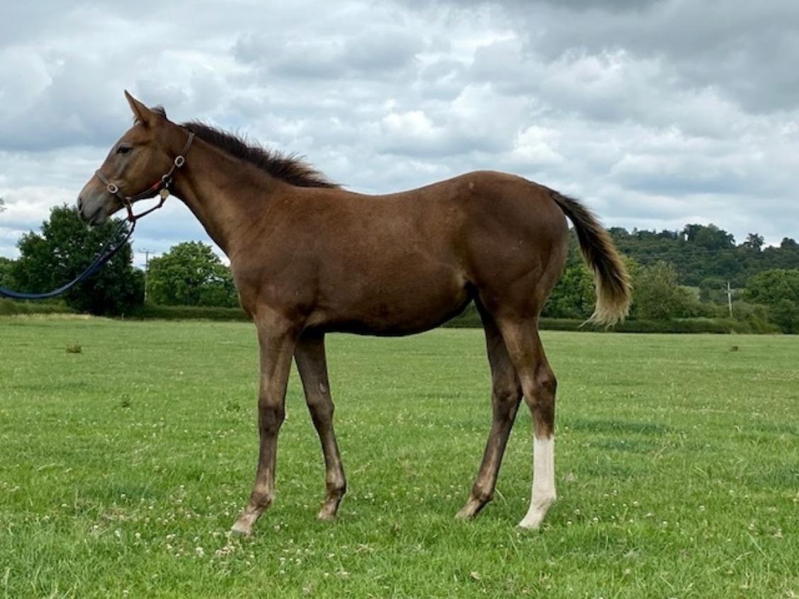 Roaring Lion x Great Court 2020 filly 24 07 20