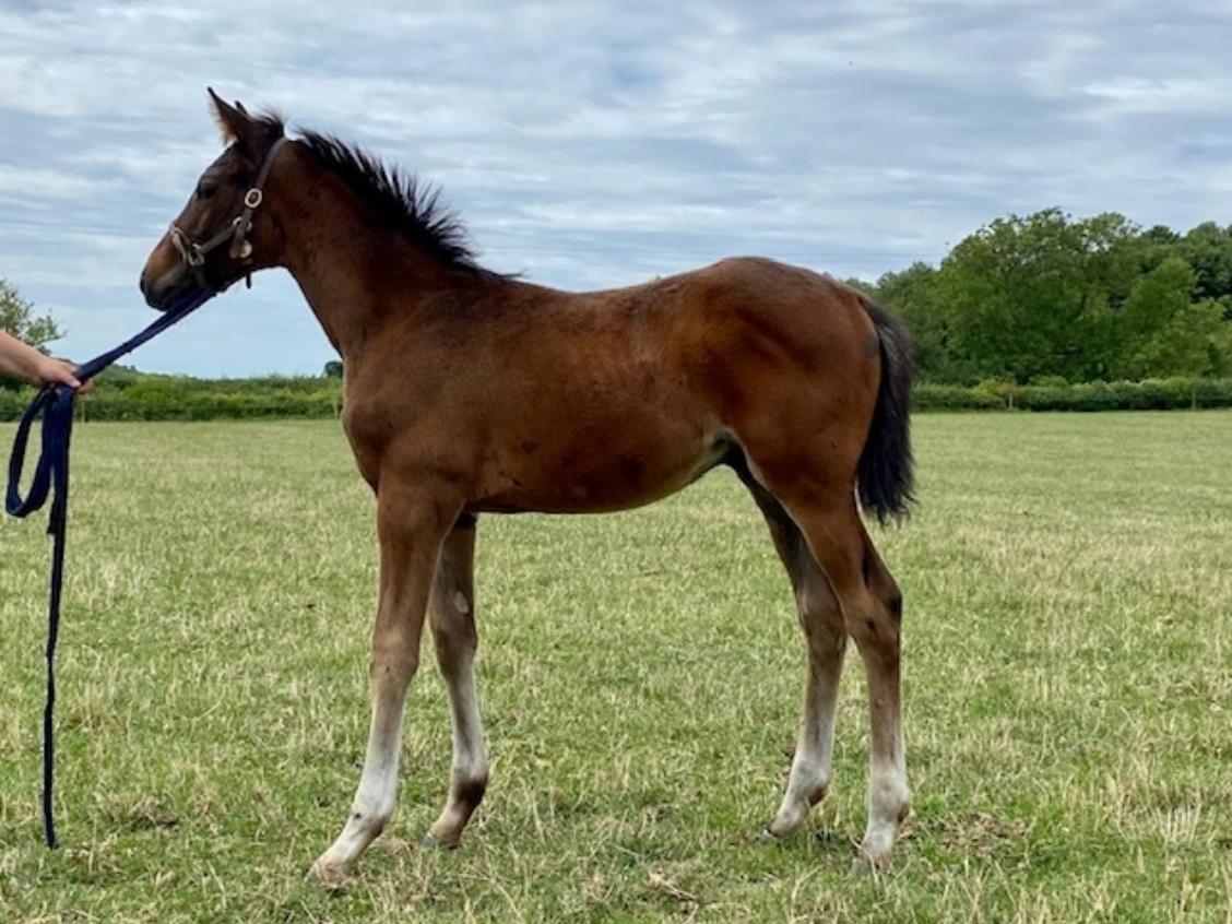 Sea The Stars x Potent Embrace 2020 colt 23 07 20