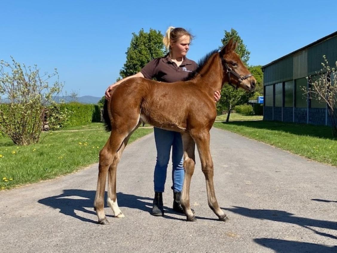Sea the Stars x Craft 2020 filly 20 04 20
