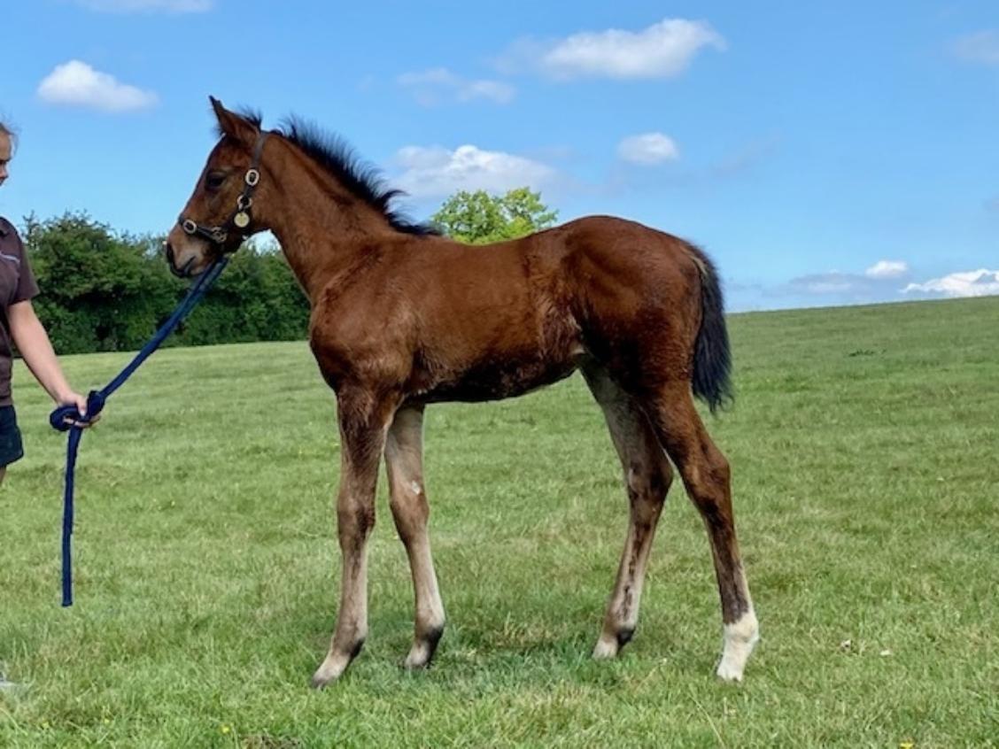 Sea the Stars x Craft 2020 filly 21 05 20