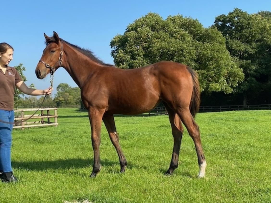 Sea the Stars x Craft 2020 filly 22 09 20