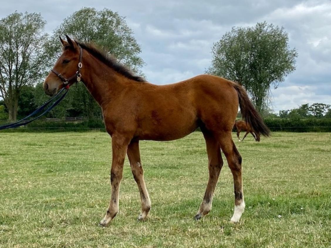 Sea the Stars x Craft 2020 filly 24 07 20