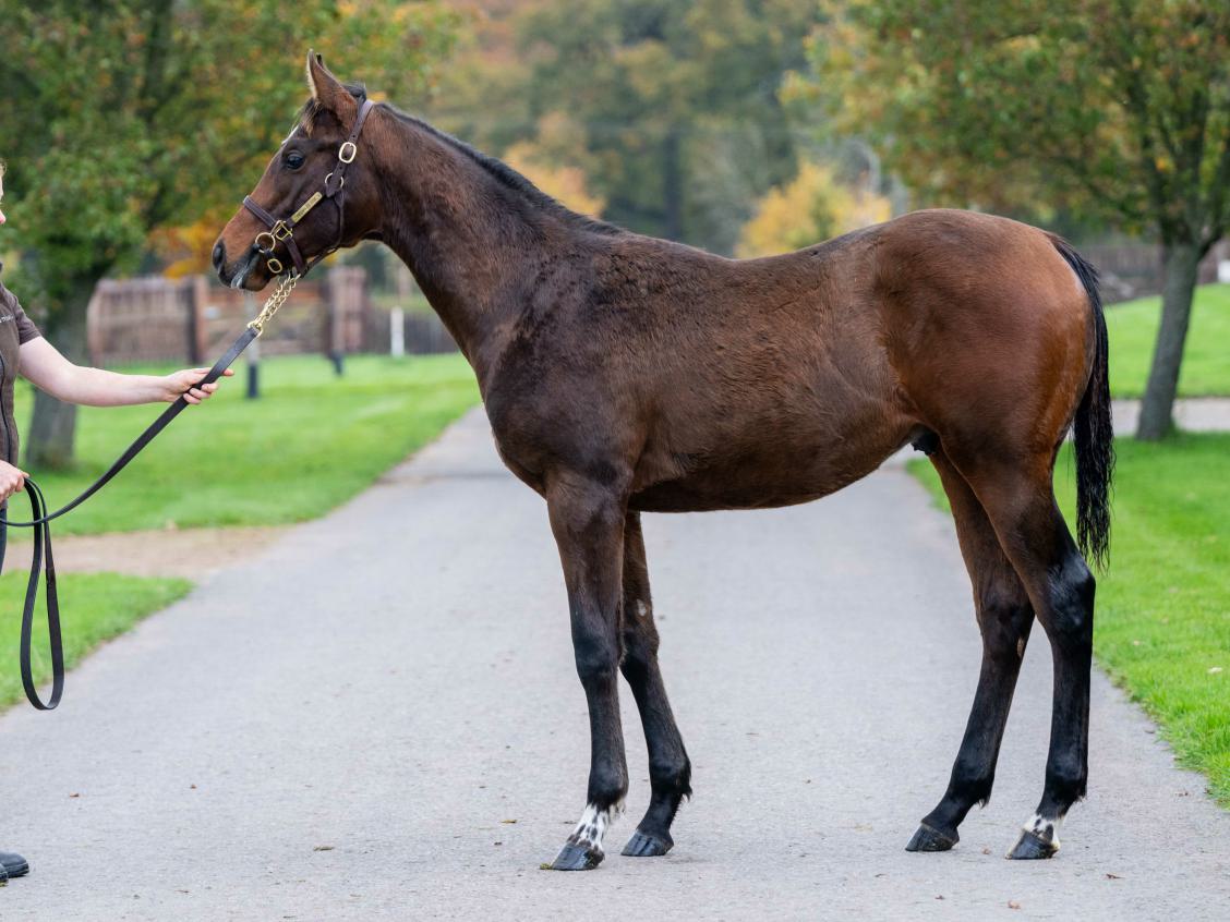 Zoustar x Carolinae