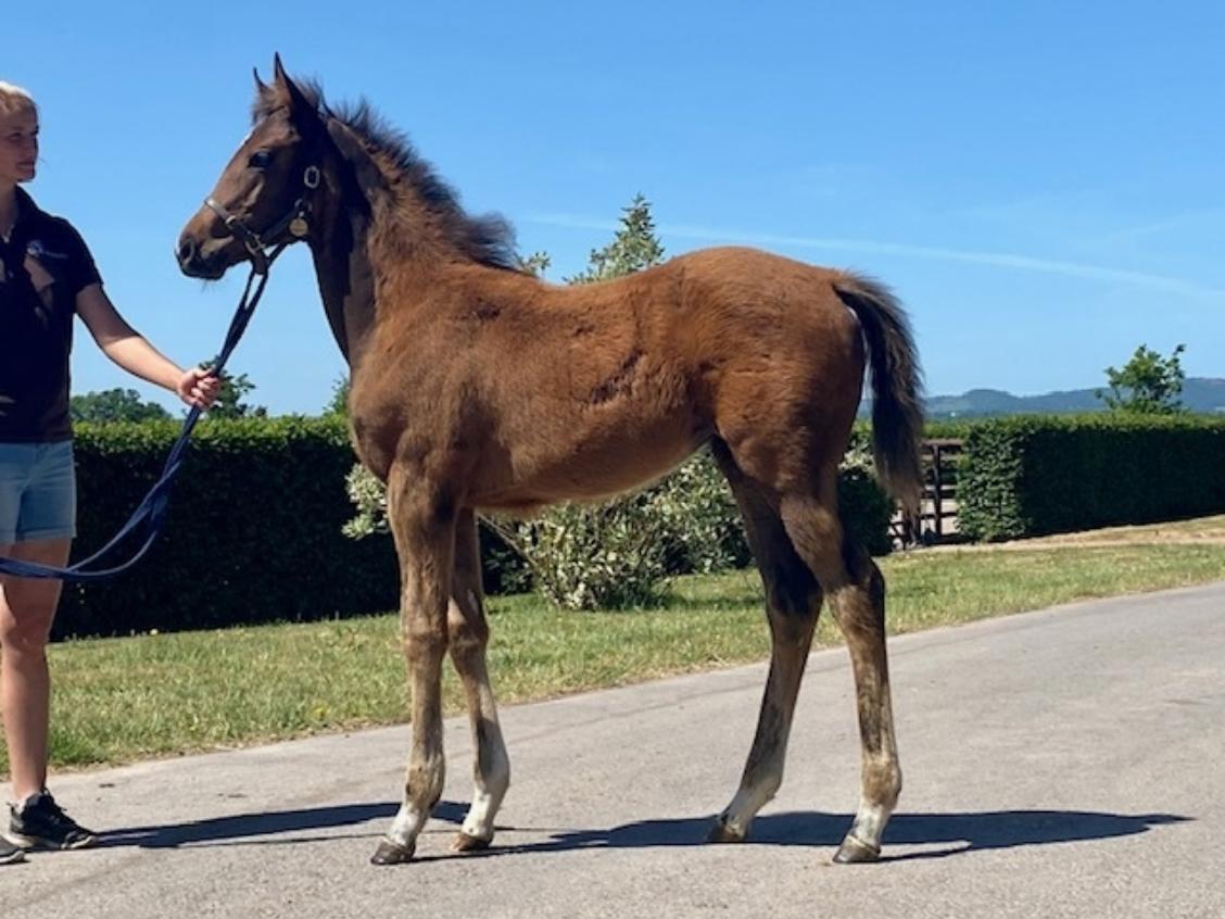 Zoustar x Moons of Jupiter 2020 filly 29 05 20