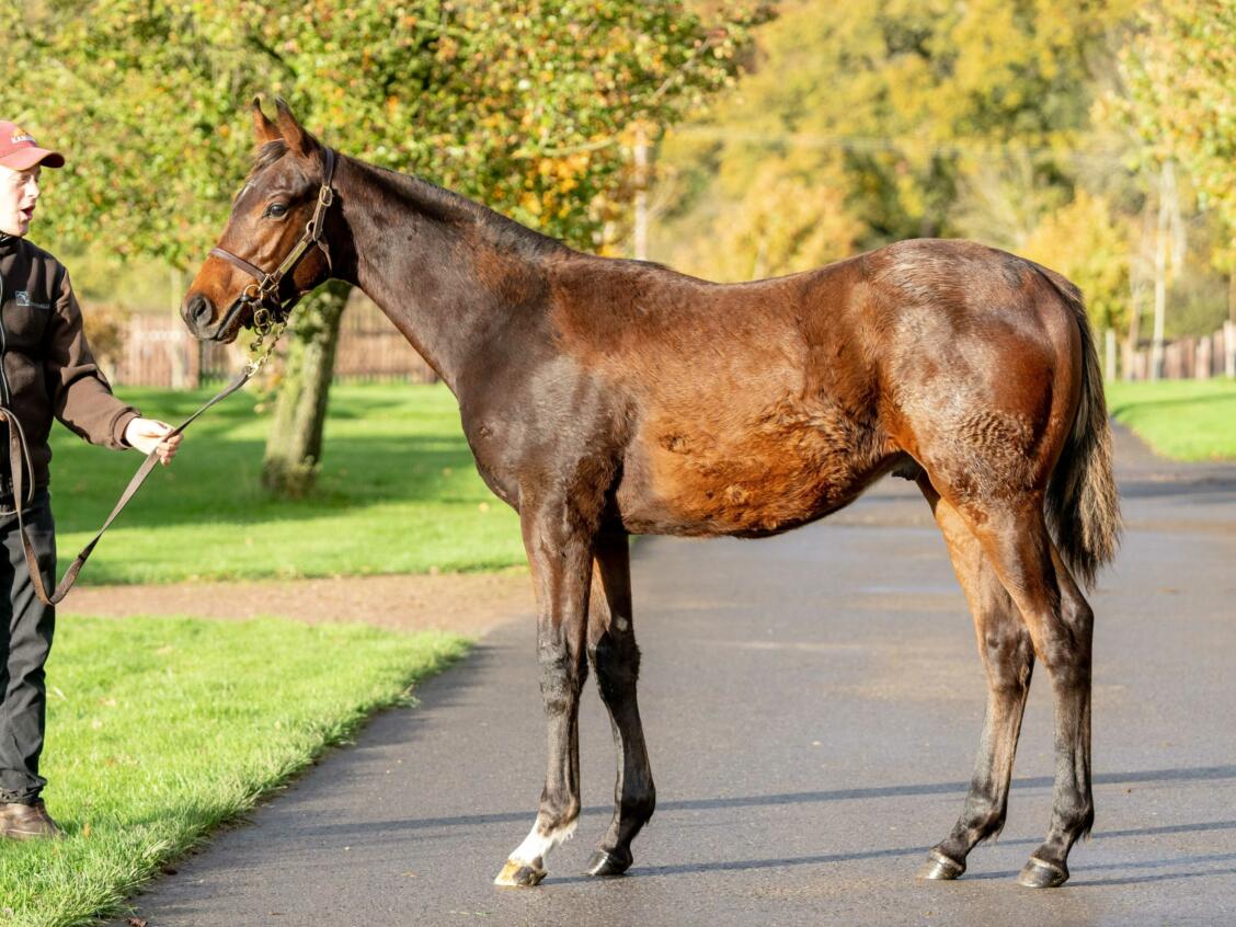 Zoustar x Qatar Queen