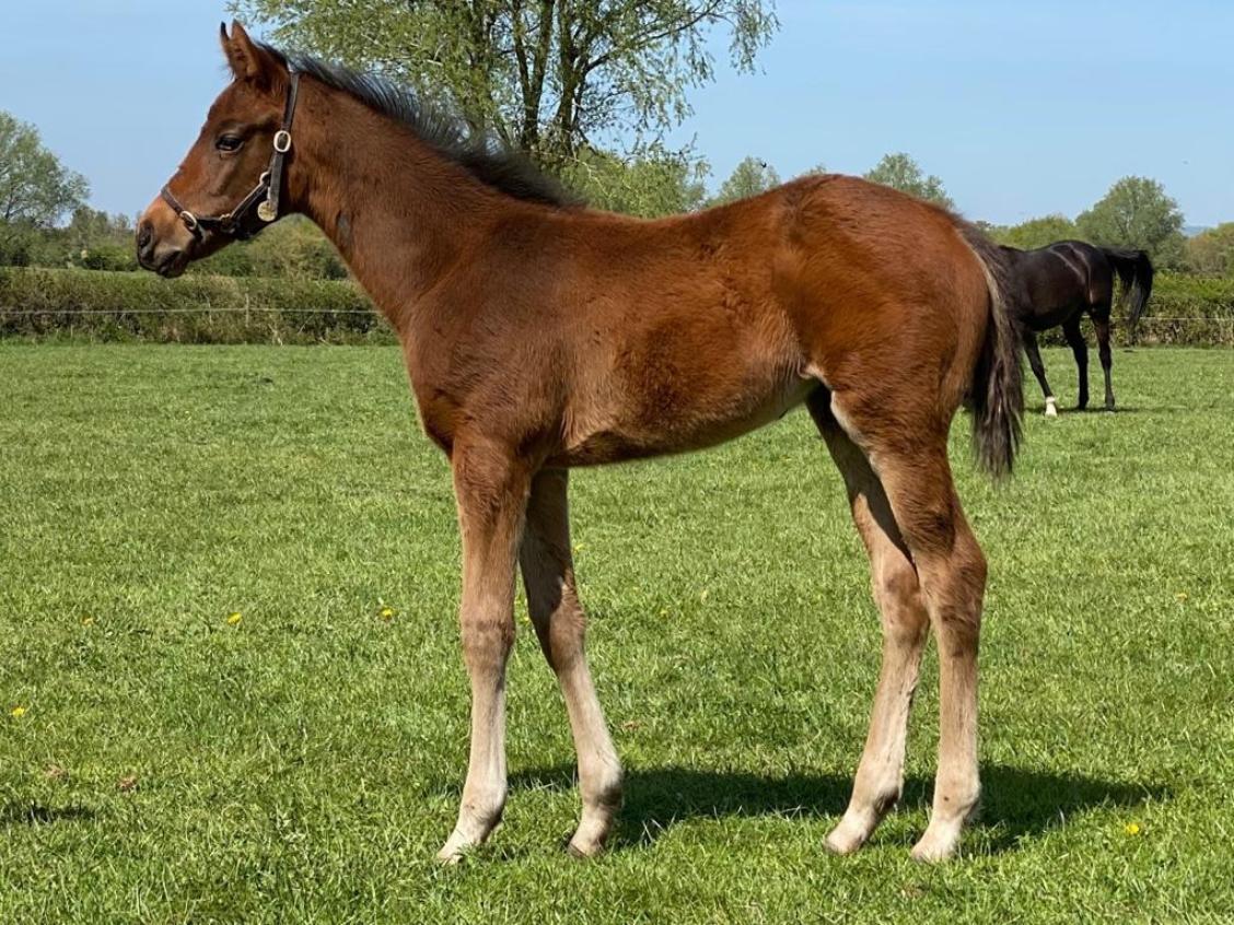 Zoustar x Silverville 2020 colt 15 04 20