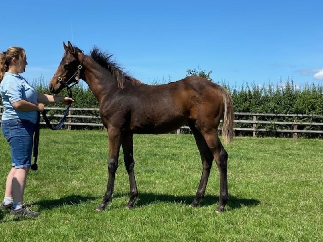 Zoustar x Silverville 2020 colt 21 07 20