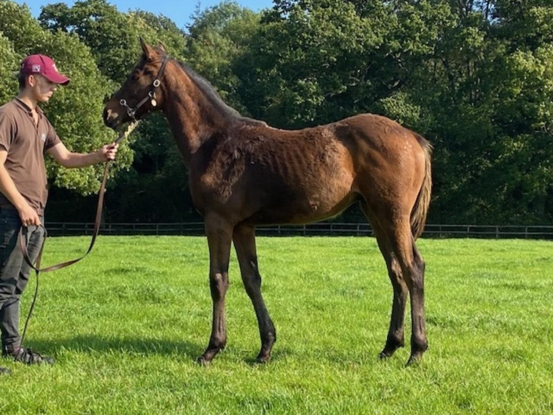 Zoustar x Silverville 2020 colt 22 09 20