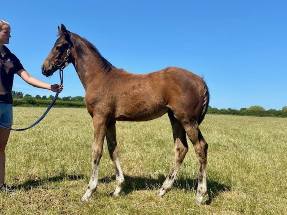 Zoustar x Silverville 2020 colt 29 05 20