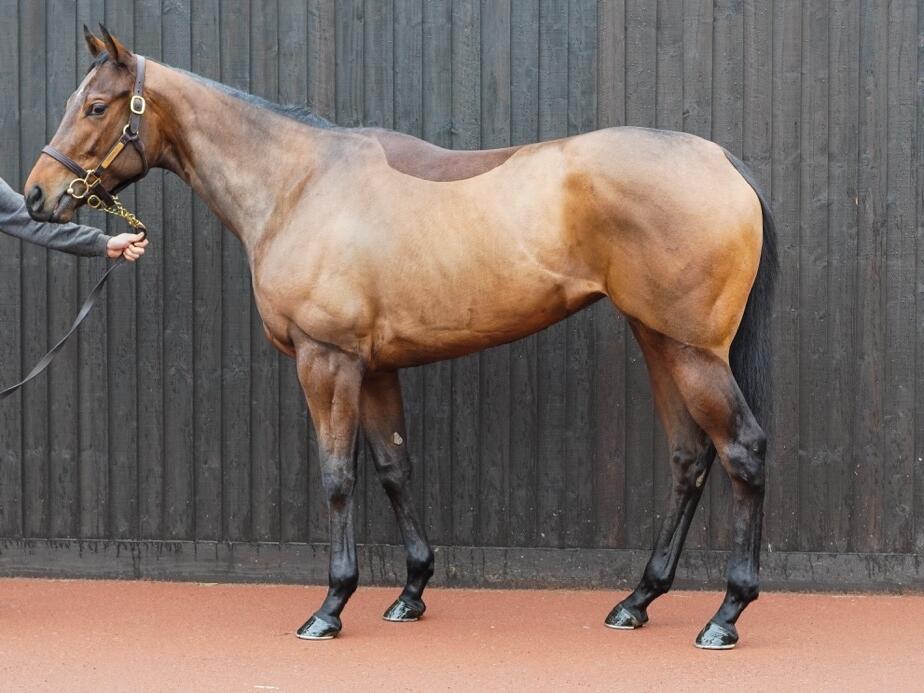 1247 Vanishing Act 2 Large