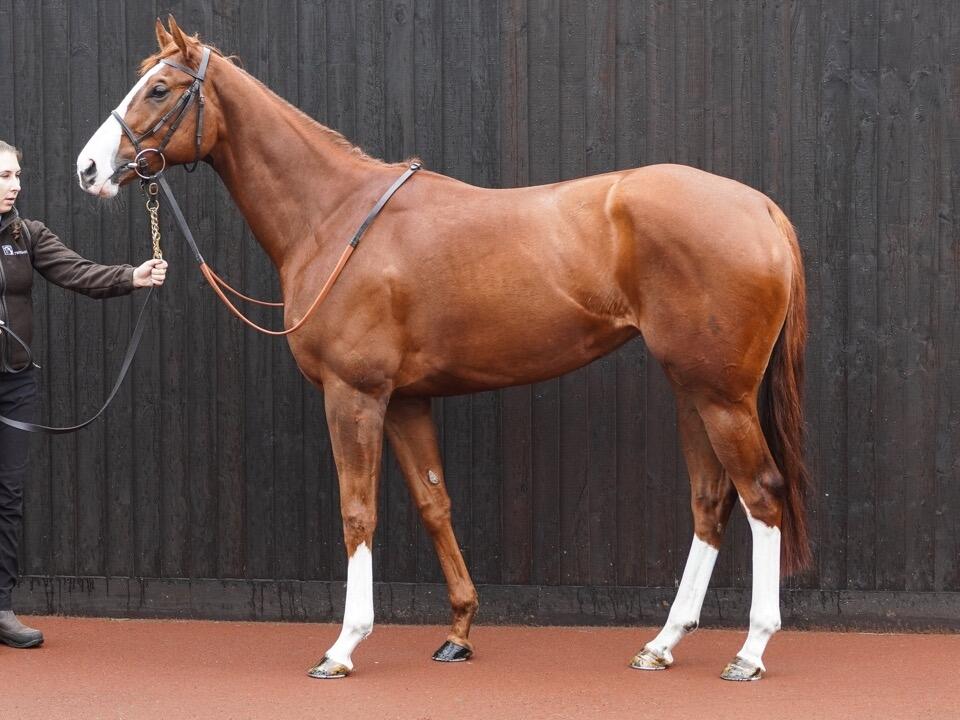 1595 Kingsclere 2 Large