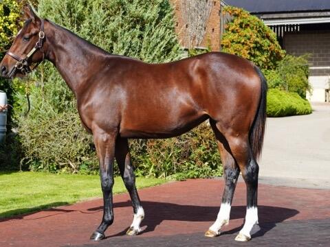 2024 Camelot x Ninfea