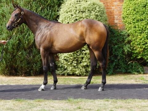 2024 Havana Gold x Out Of The Flames