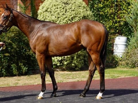 2024 Kingman x Tiger Eye