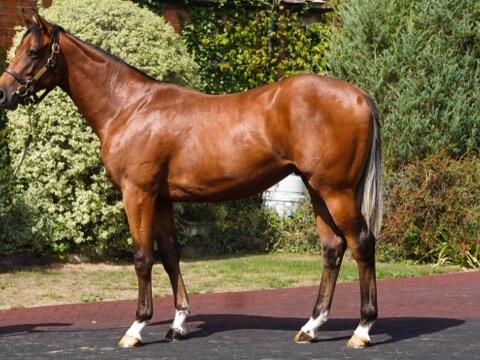 2024 Zoustar x Time Scale colt jpeg