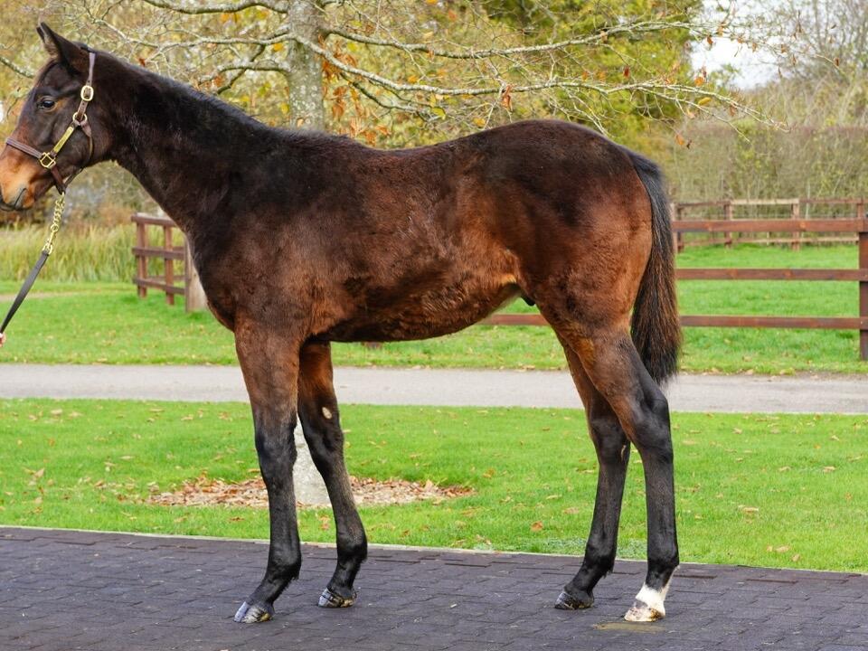 641 Kameko x Gold Sands 2 Large