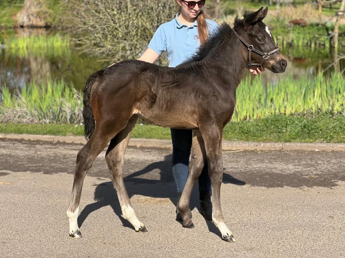 Kameko x Stride by Stride filly 25 31 03 25 front