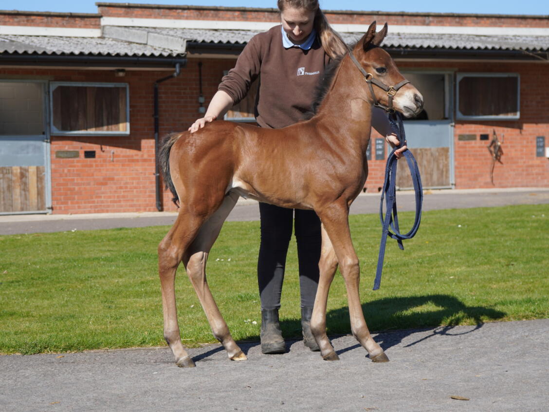 Minzaal x Gorgeous Noora25 colt 09 04 2025