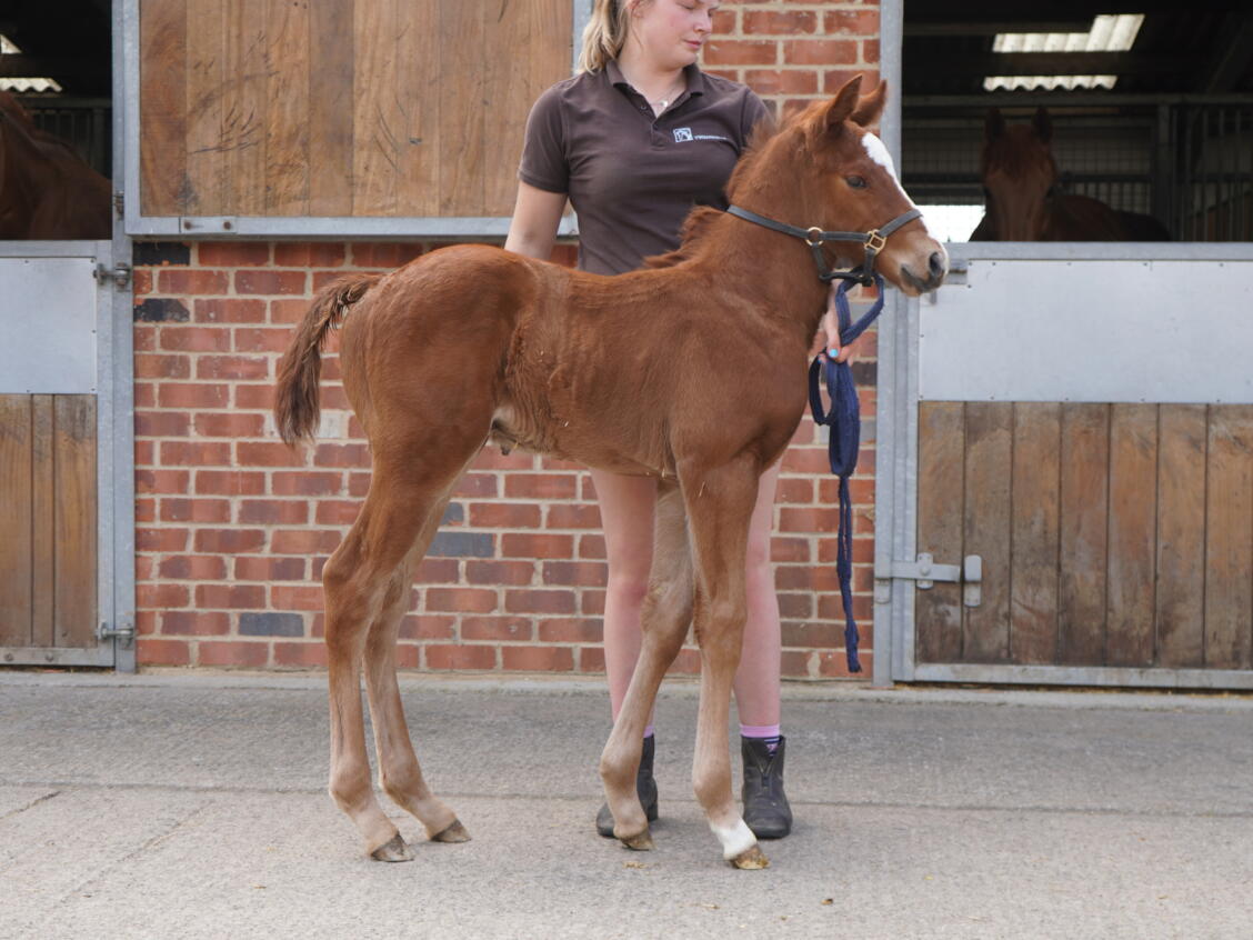 Kameko x Khatiba25 colt 12 05 2025