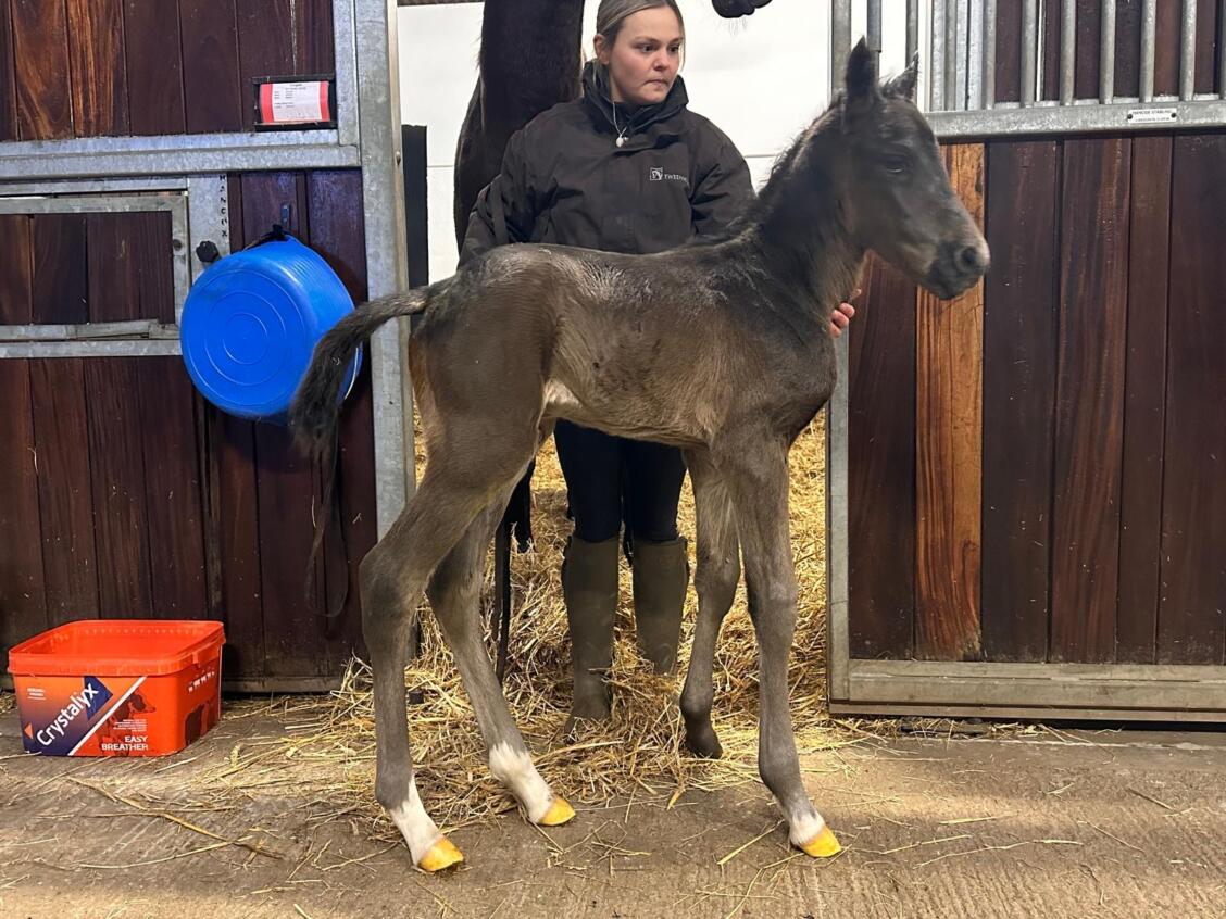 Ardad x Couplet25 colt 21 01 2025