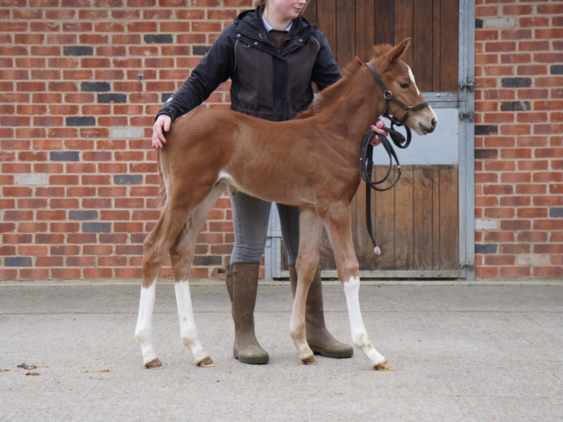 Lope De Vega x Festive Star 2025 colt 18 03 2025